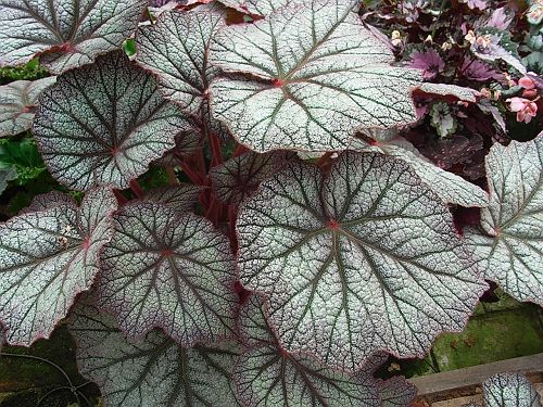 B. ‘White Lace’